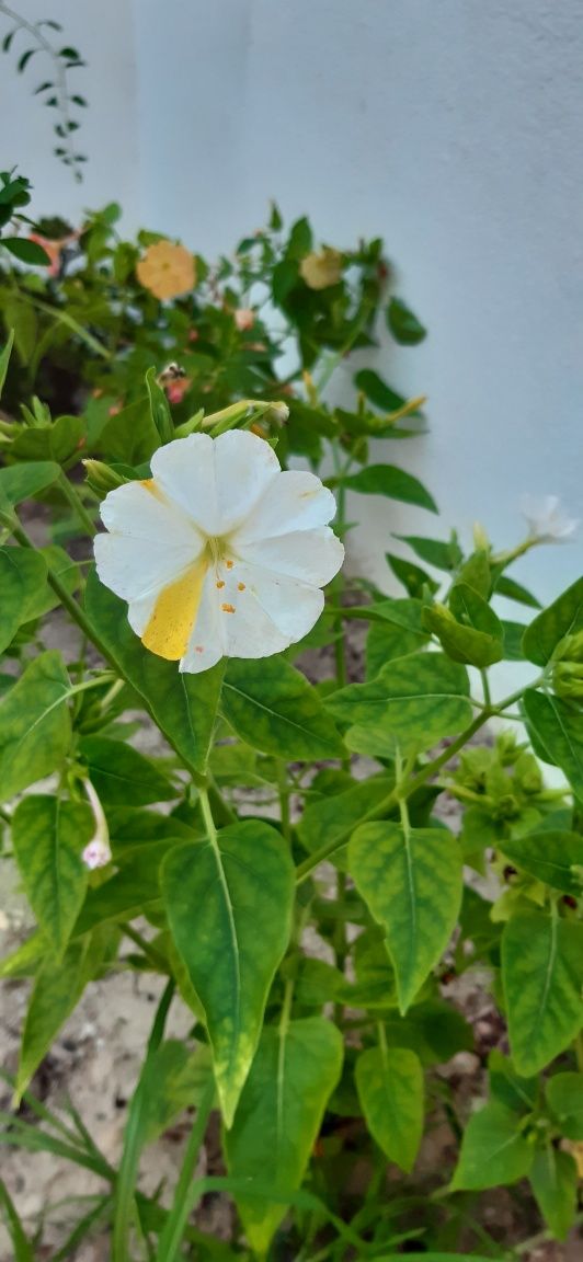 5un sementes de flor Lusco Fusco tipo Boa Noite cores variadas