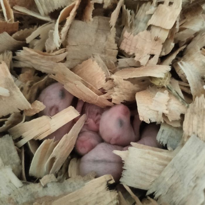 Chomik dżungarski Odbiór Koniec listopada