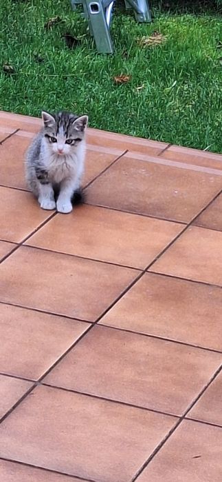 Oddam za darmo 3 miesięczne kotki