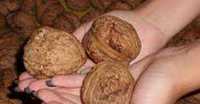 Саженцы и черенки грецкого ореха крупноплодных сортов