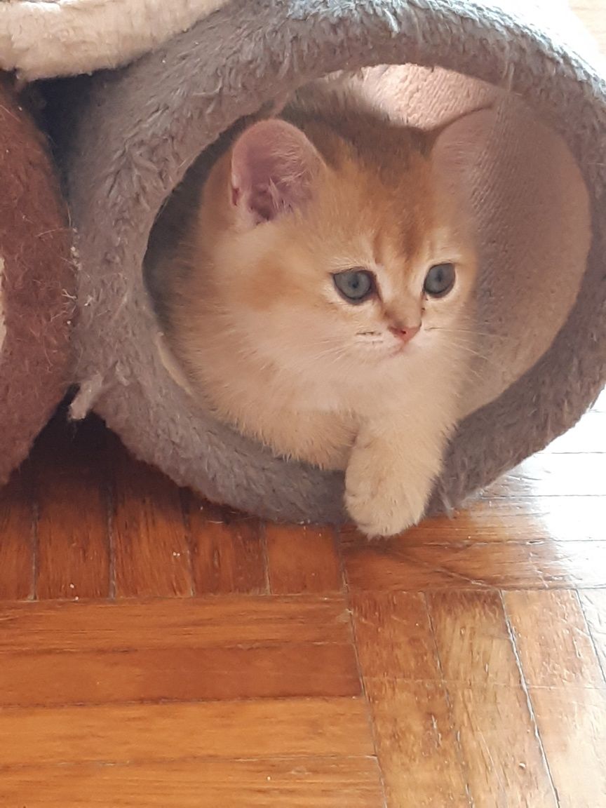British Shorthair Golden