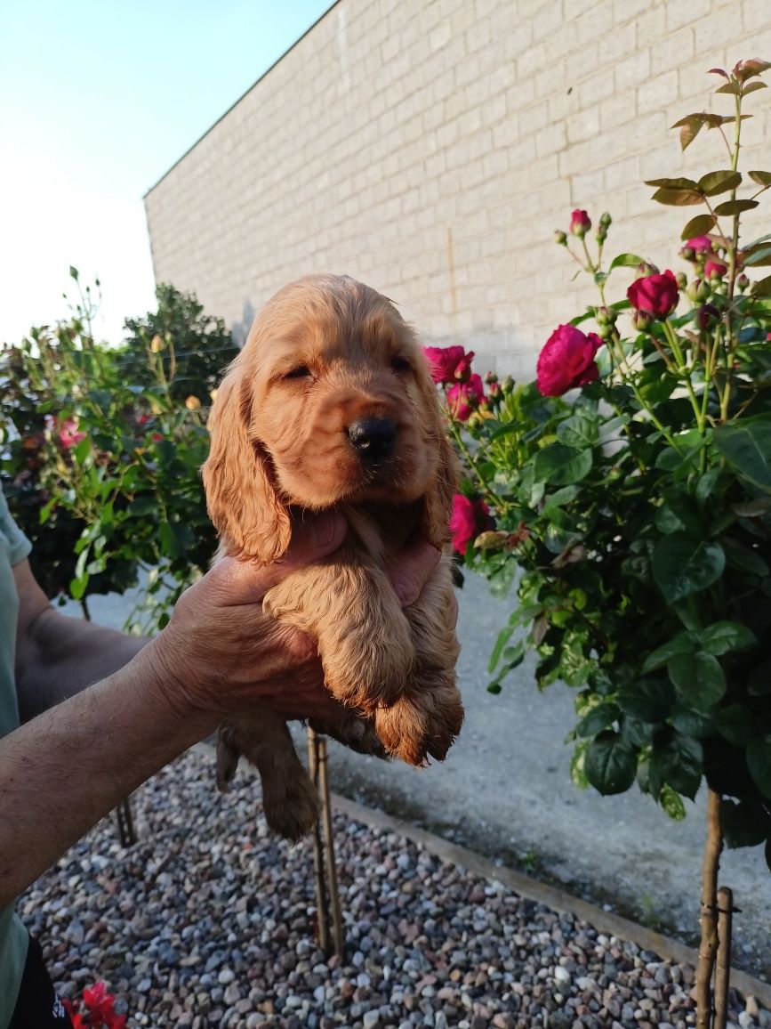 Szczeniaki Cocker spaniel
