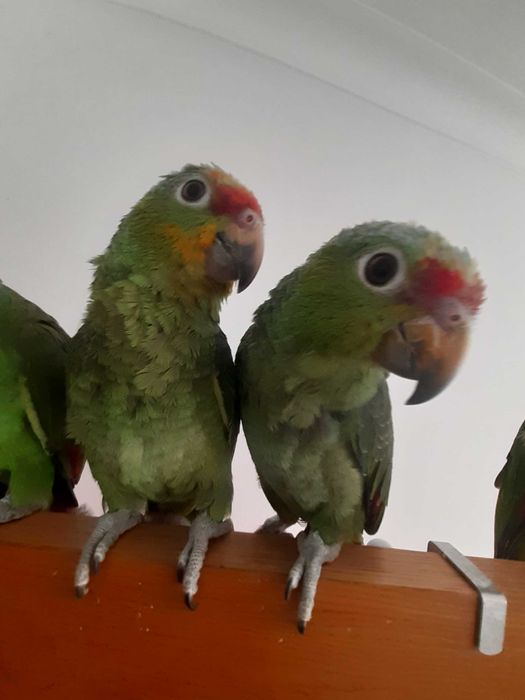 Papagaio amazona procura família