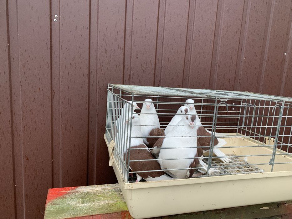 Orlik,orliki lubelskie czerwone boki -samice