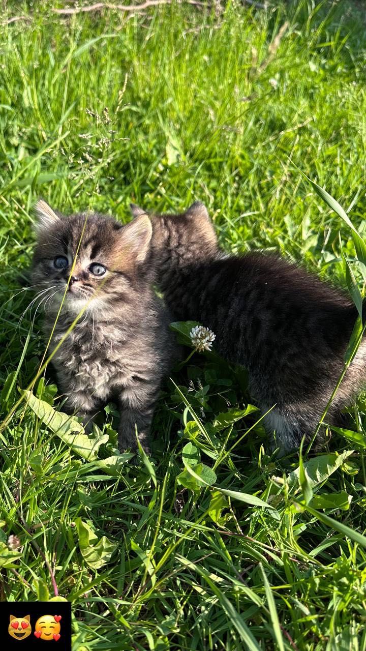 Коти в добрі руки
