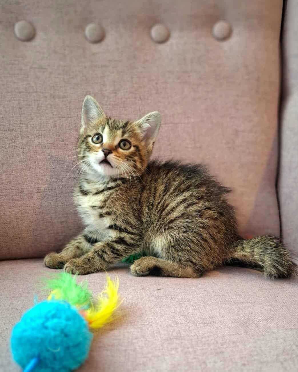 Wesoły urwis,młodziutki kotek,kociak,pręgowany kocurek do adopcji