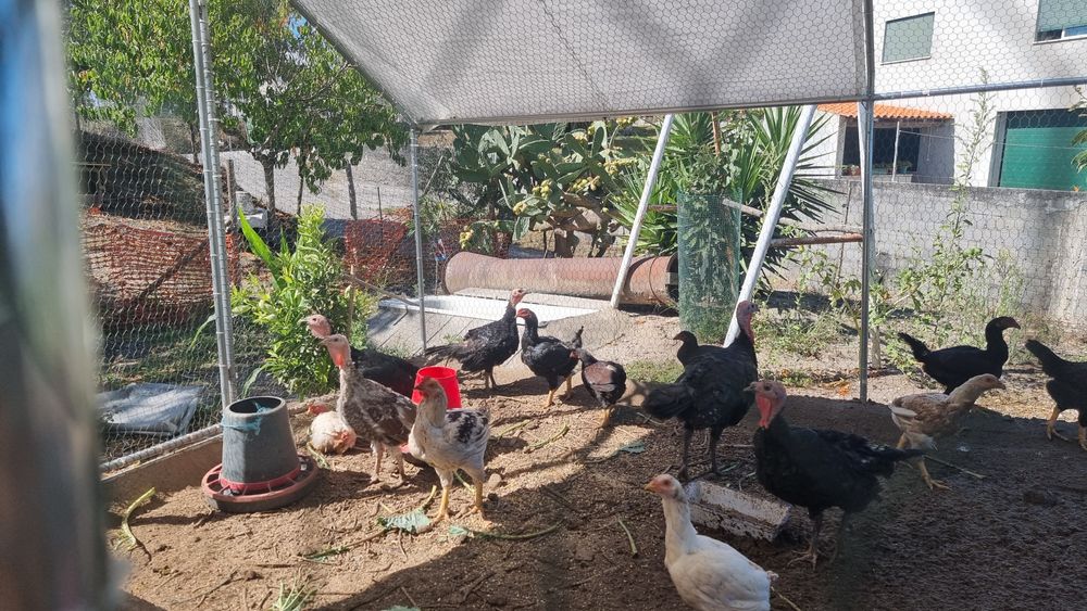 Vende se aves da raça cornish standard pardo faisão