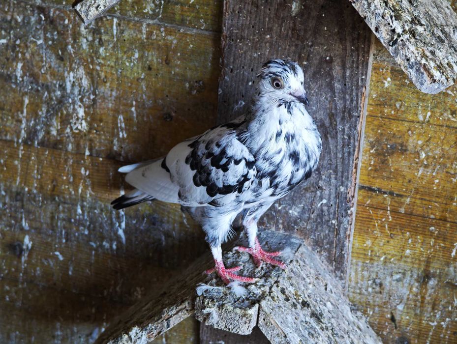 Vendo/solto pombos correios brancos