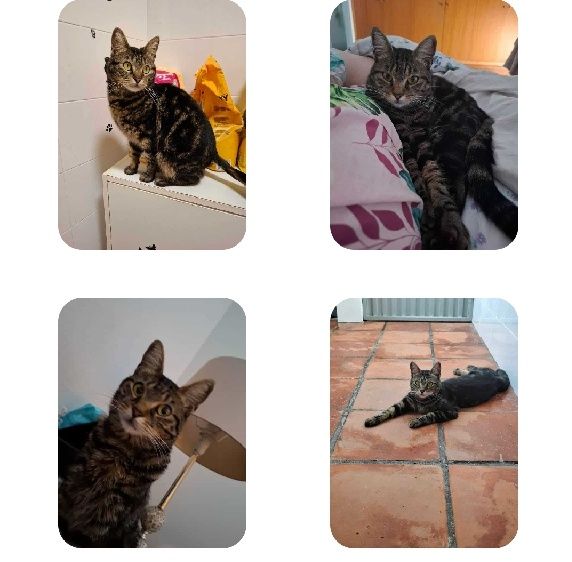 Gata para adoção
