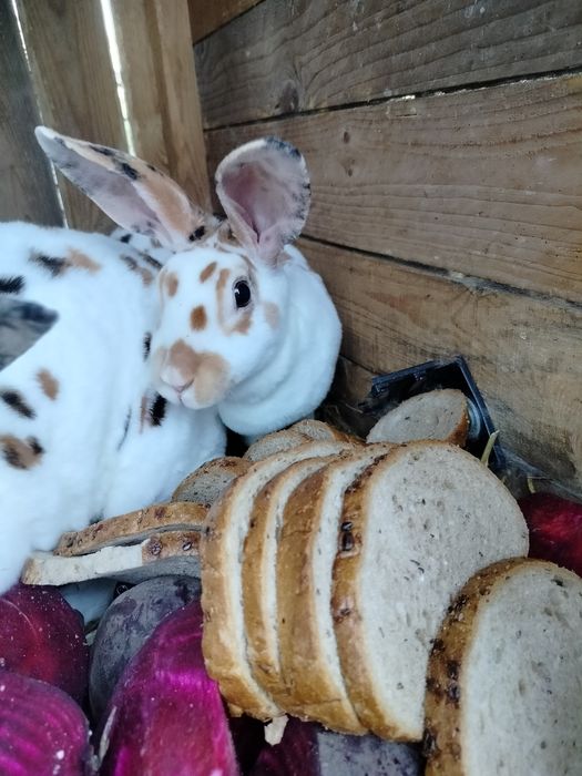 Sprzedam samicę rex trójbarwny