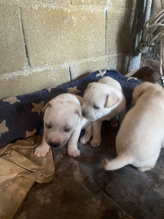 Cadelinhas para adoçao