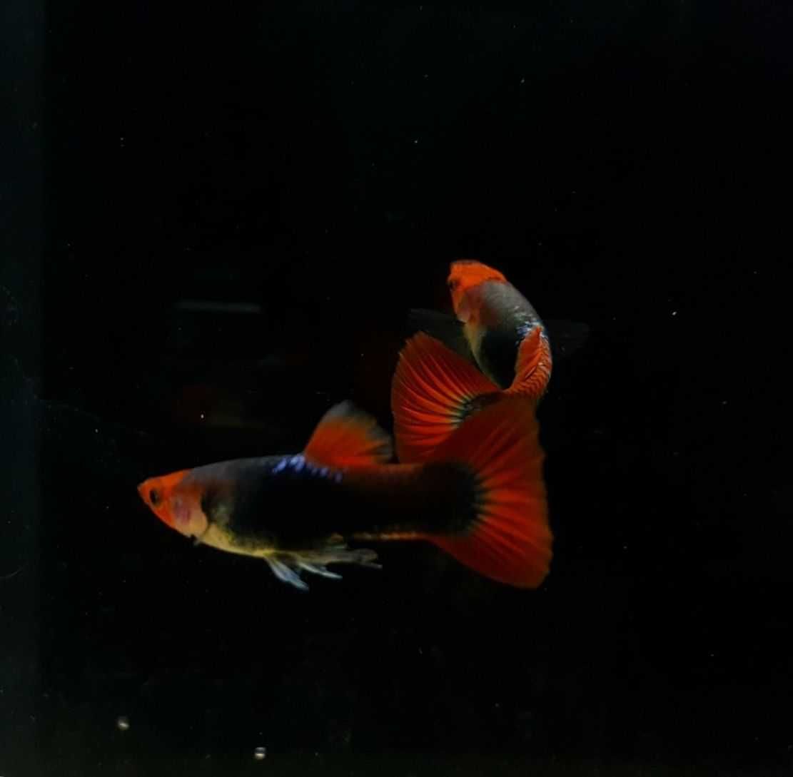 HC Gupik czerwony kapturek tuxedo /koi tuxedo/ samce