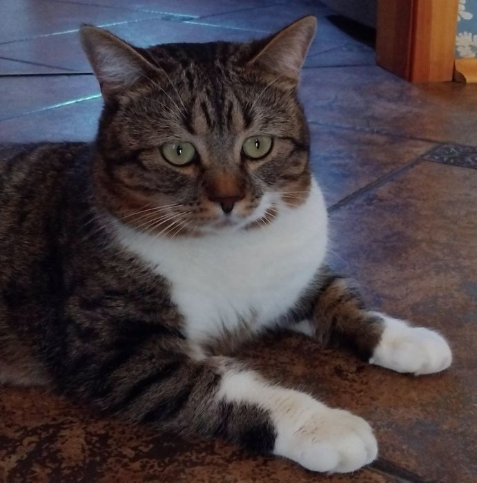 Пропал КОТ чипированный