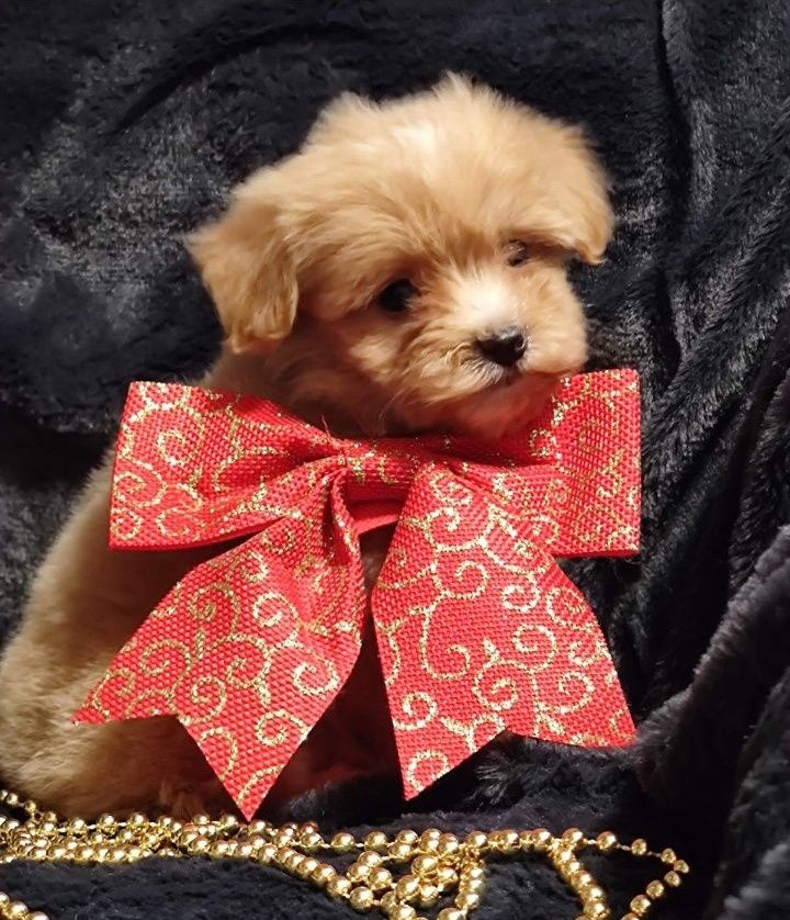 Maltipoo F1! Мальтіпу