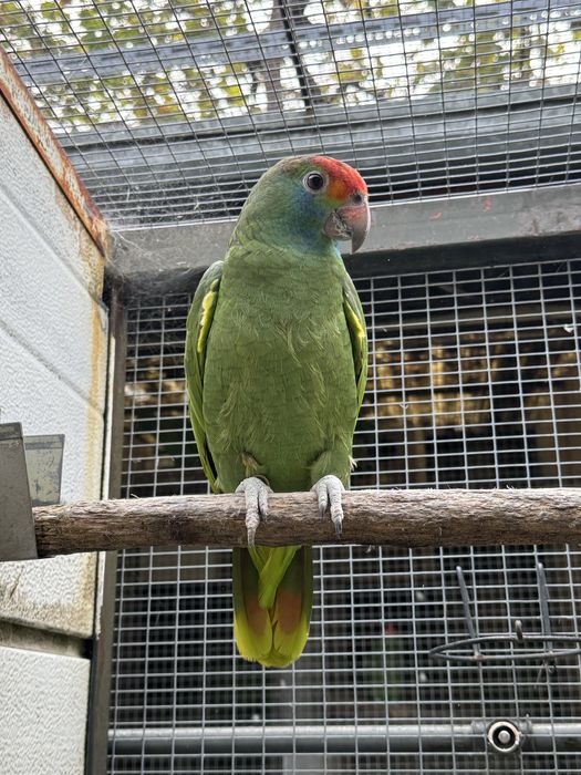 Papagaio amazona rhodocorhytha