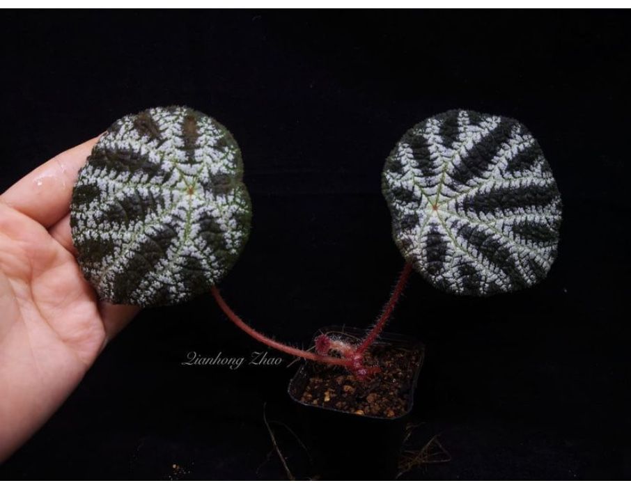 Вegonia Arachnoidea. Бегония Arachnoidea