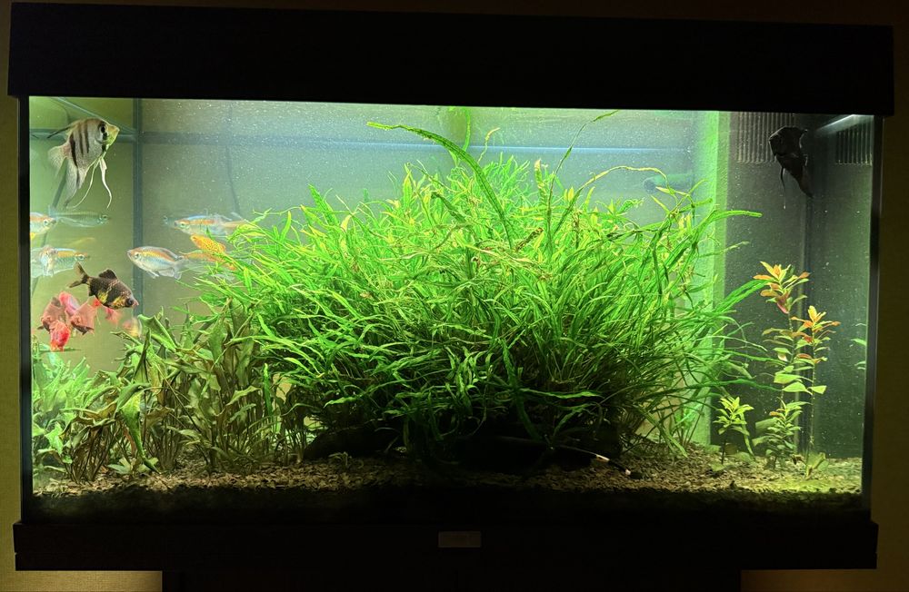 Акваріум Juwel Rio 125 літрів, робочий