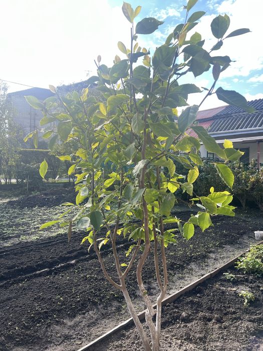 Дерево магнолія цвіте рожевим