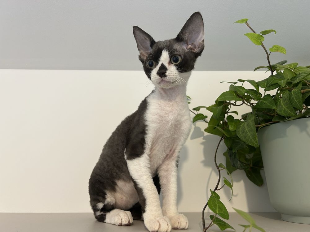 Devon rex, piękny kocur FPL,FIFE
