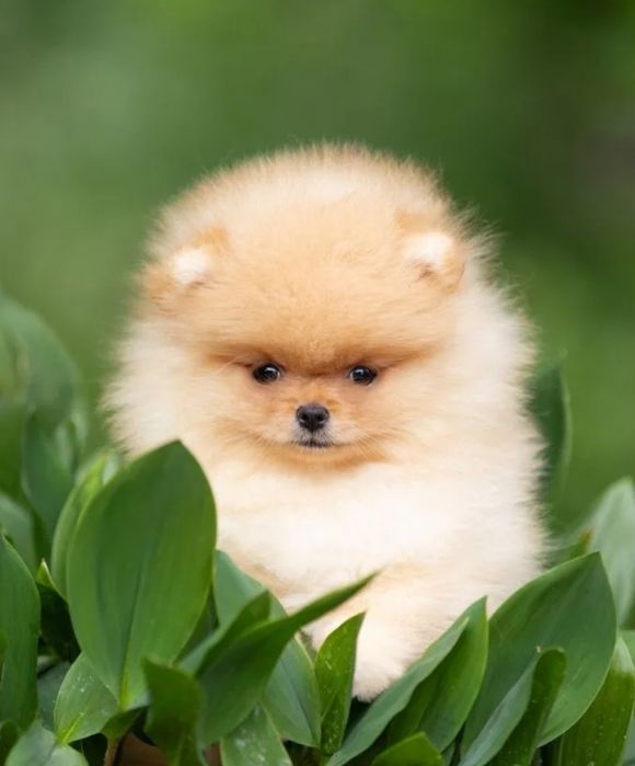 Шикарные мальчики Померанский шпиц