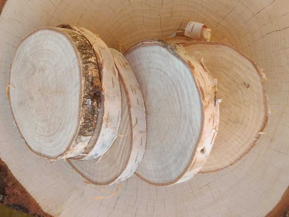 plastry z brzozy drewniane krążki ok 10 cm szlif  rękodzieło