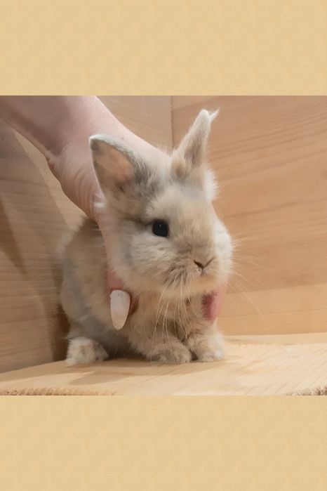 Карликовые миниатюрные декоративные вислоухие и торчеухие кролики