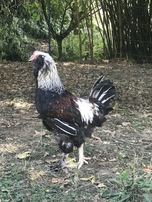 Faverolles macho
