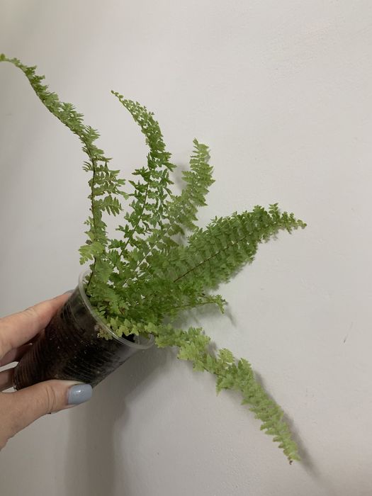 Аспарагус перистий, аспарагус Шпренгера, папороть