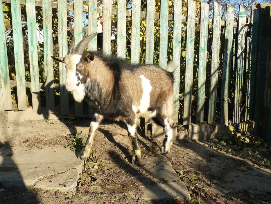 продаю козлика на утримання