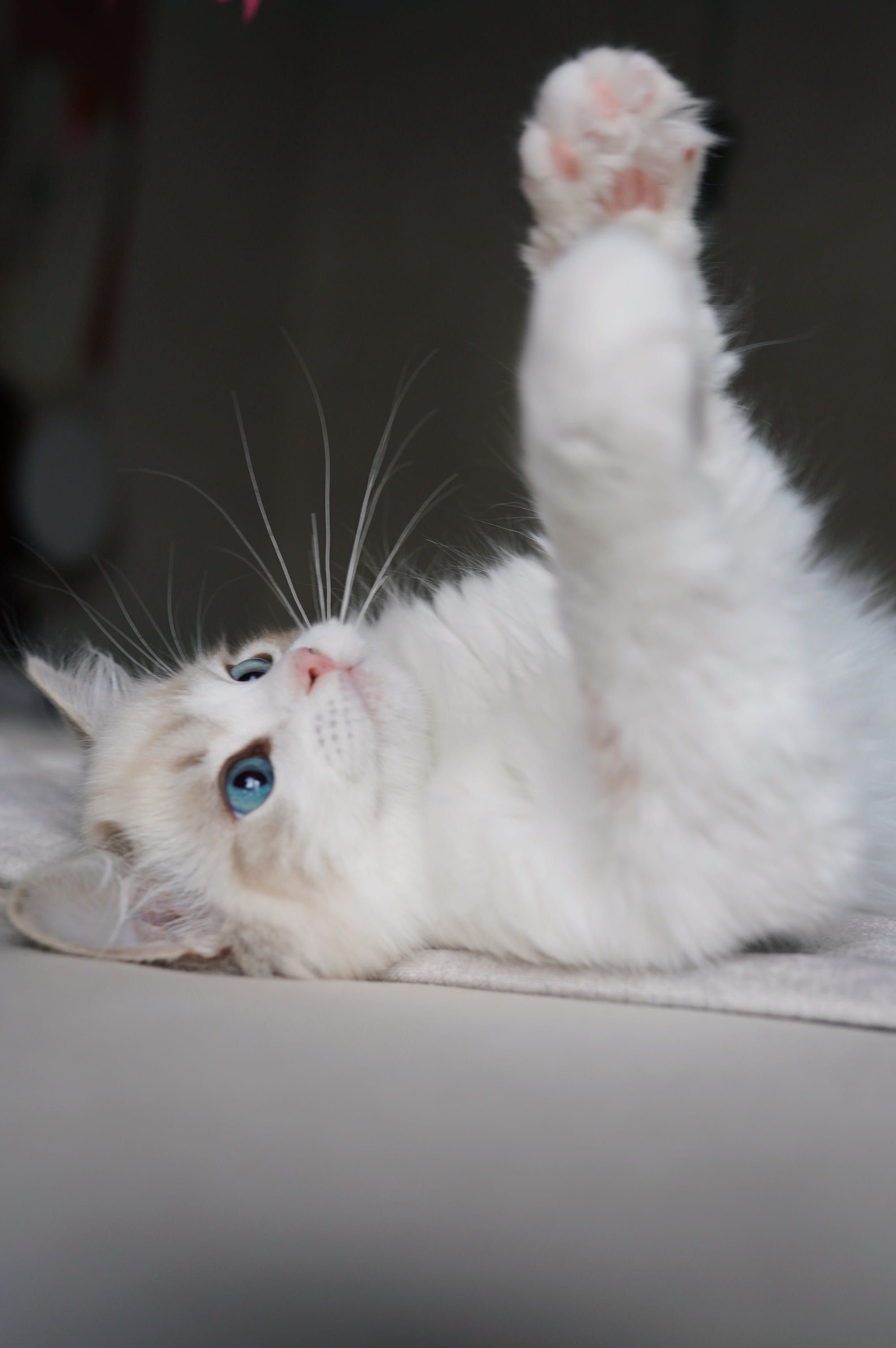 Ragdoll kocurek PL*AVOCADO Wrocław