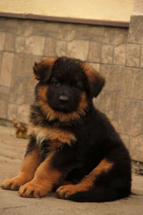 Кобель німецької вівчарки довгошерстної