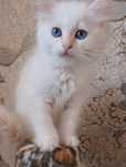 Ragdoll/Регдол. Кошеня-дівчинка з великими синіми очима.