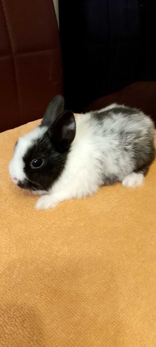 Króliczki miniaturki