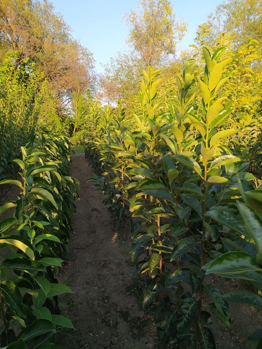 Хурма.  Щеплена хурма