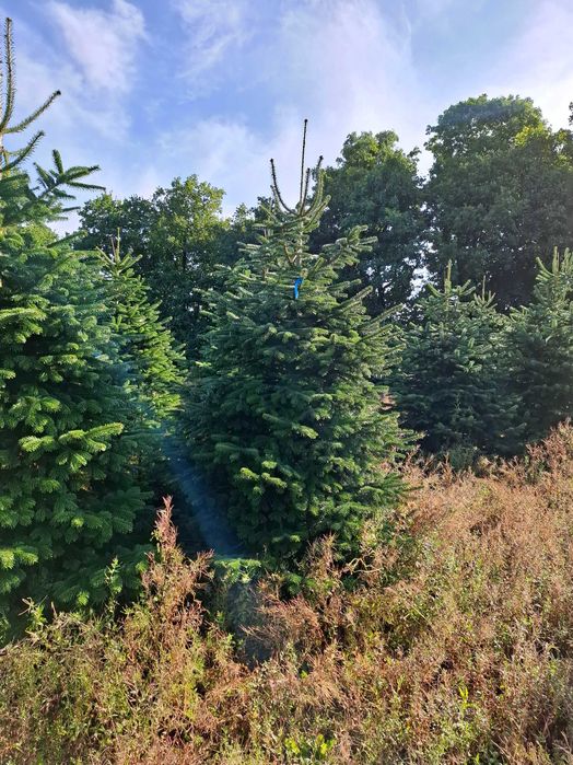 Jodła Kaukaska Cięta 300-400 cm lub w donicy 100-180 cm/ TuChoinki.pl