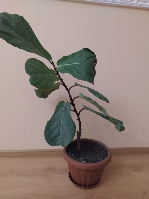 Фикус. .   Лирата