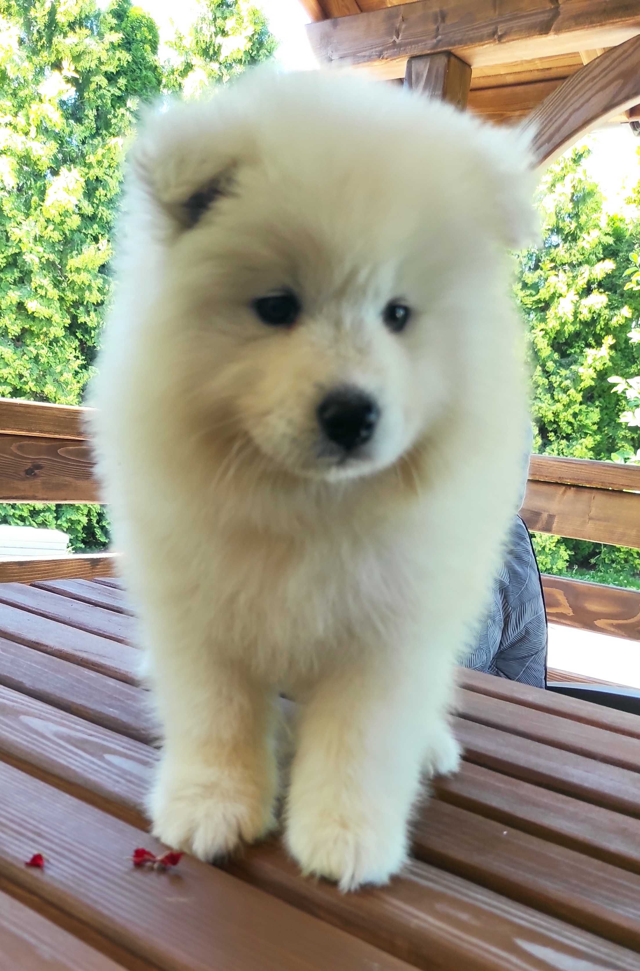 S A M O J E D, Samoyed