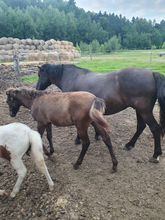 Ogierek huculski, hucuł sprzedam