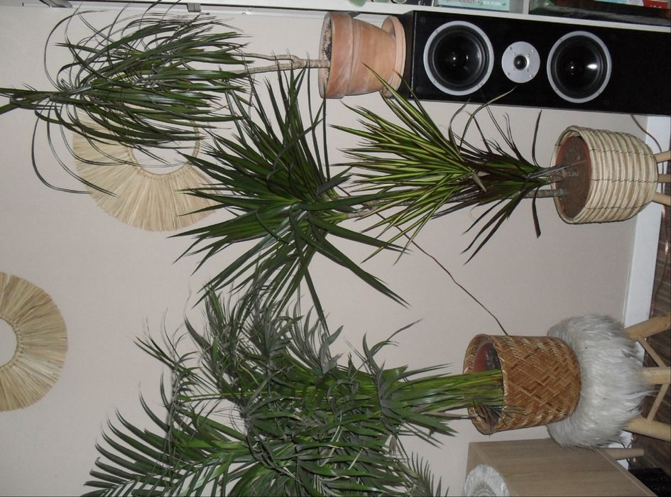 Samsung ES10 - cyfrowy aparat retro, 8.1 MP, czarny + karta 2GB