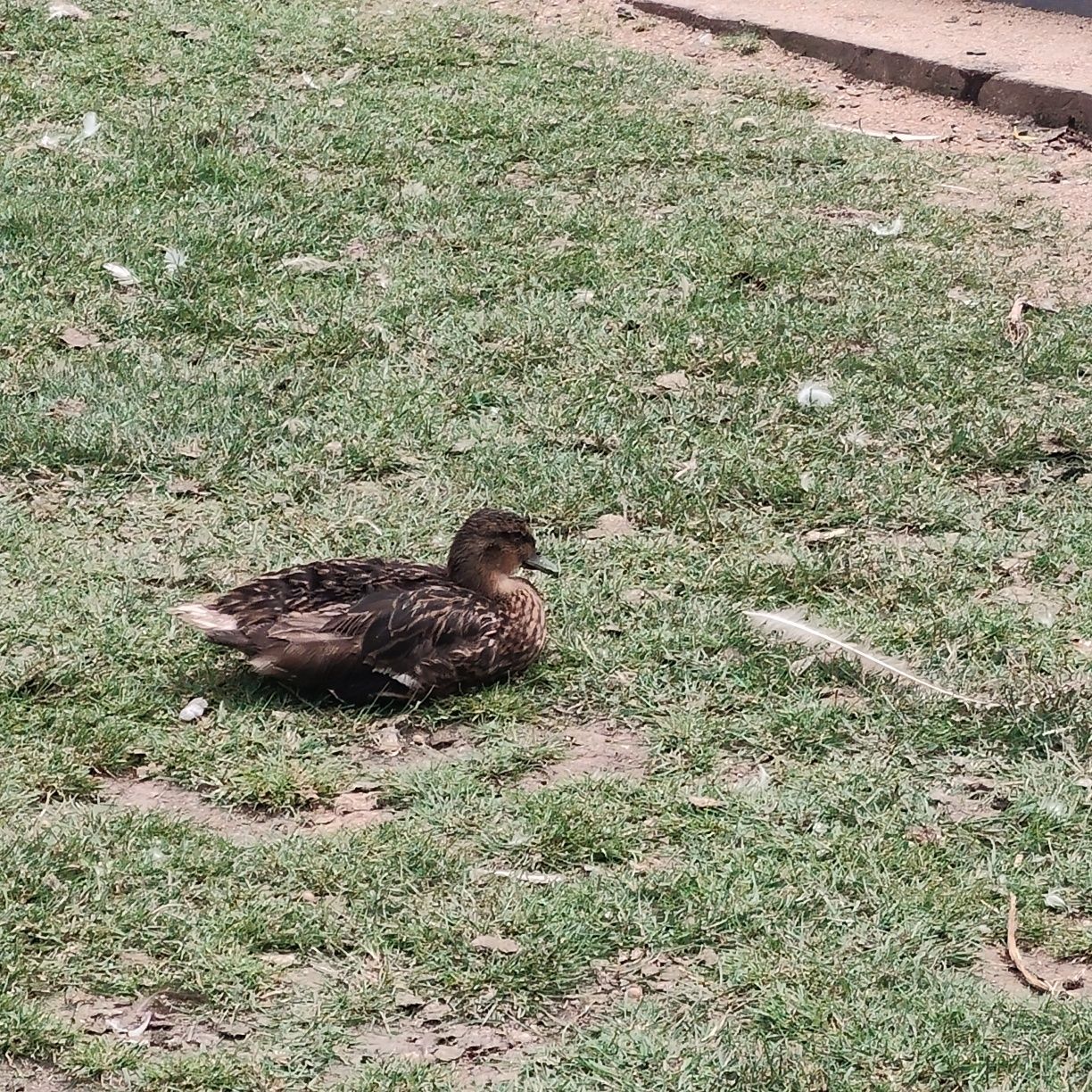 Parka kaczek call duck