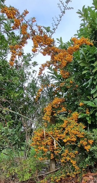 plantas de Pyracantha