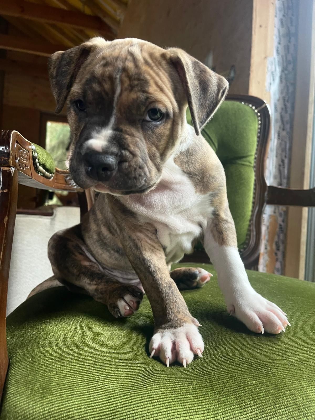 Piekny pregowany amstaff