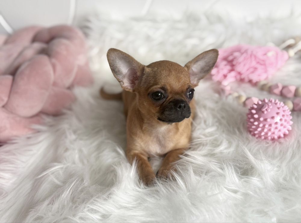 Chihuahua sliczna dziewczynka
