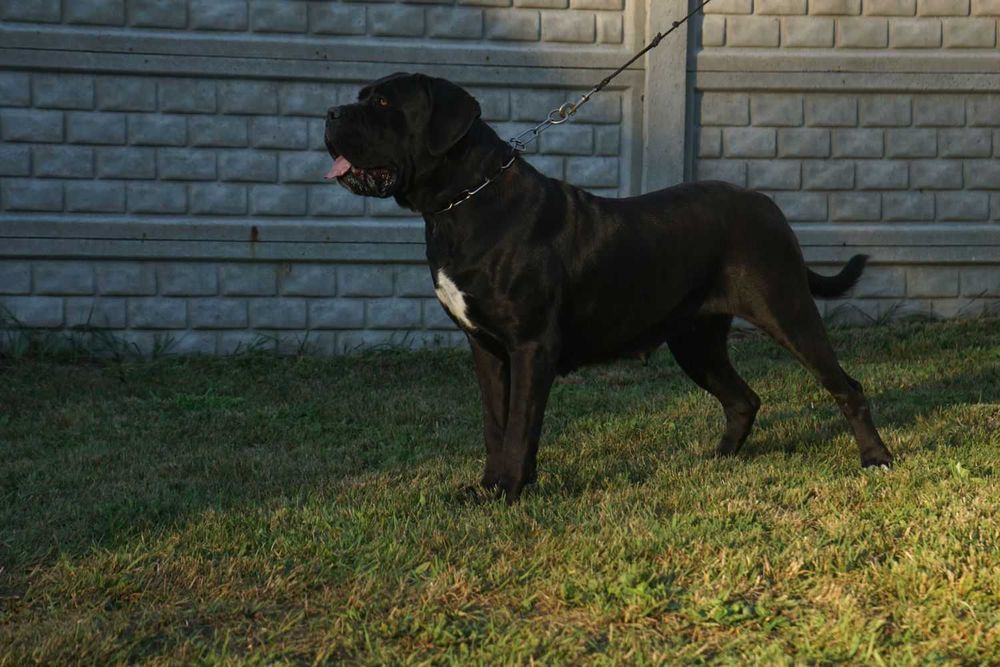 Cane Corso suczka FCI