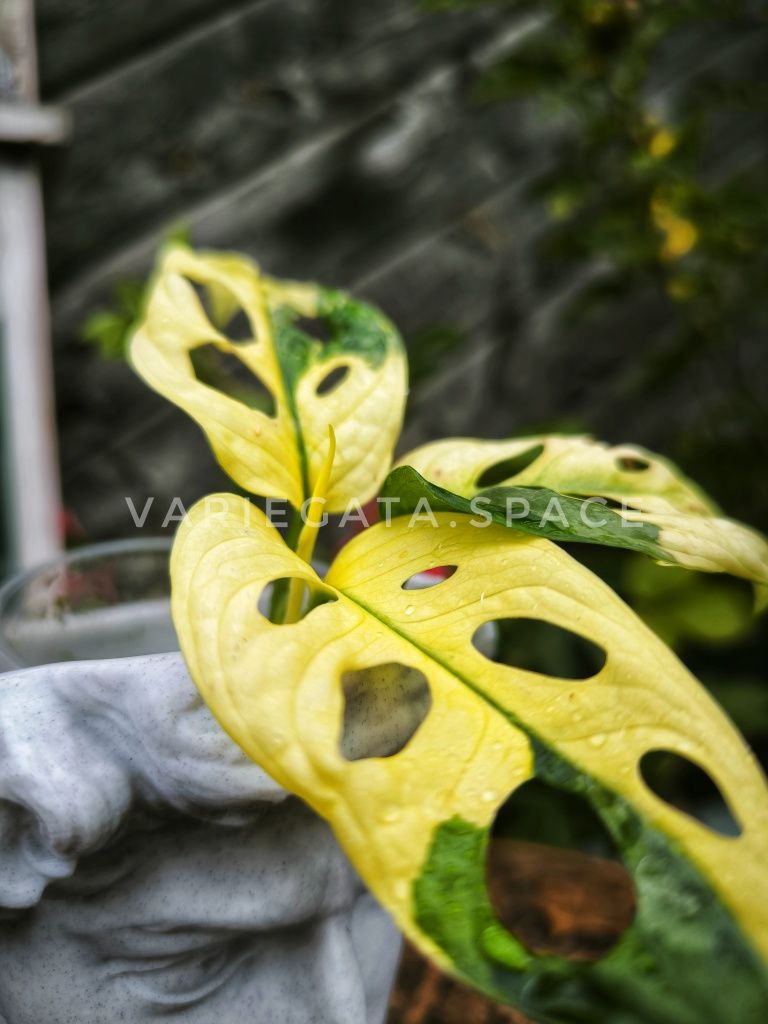 Monstera adansonii variegata Aurea
