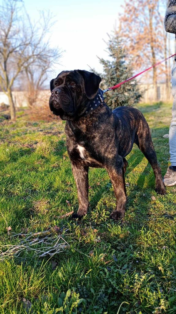 Cane Corso reproduktor/krycie