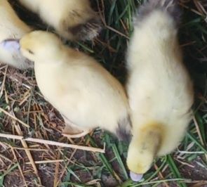 Pato mudo macho reprodutor e patinhos mudos