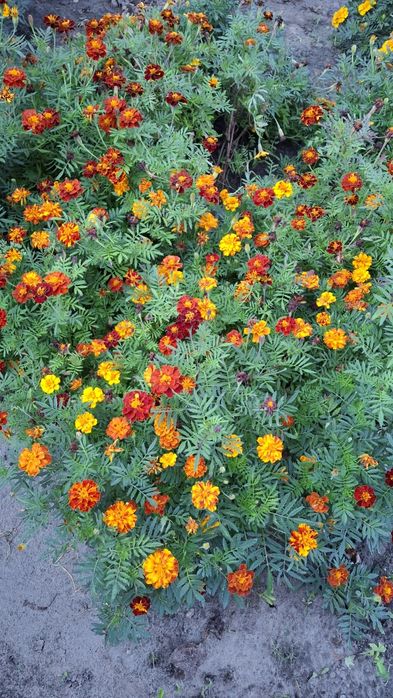 Сушені квіти чорнобривців, бархатцы, чорнобривці