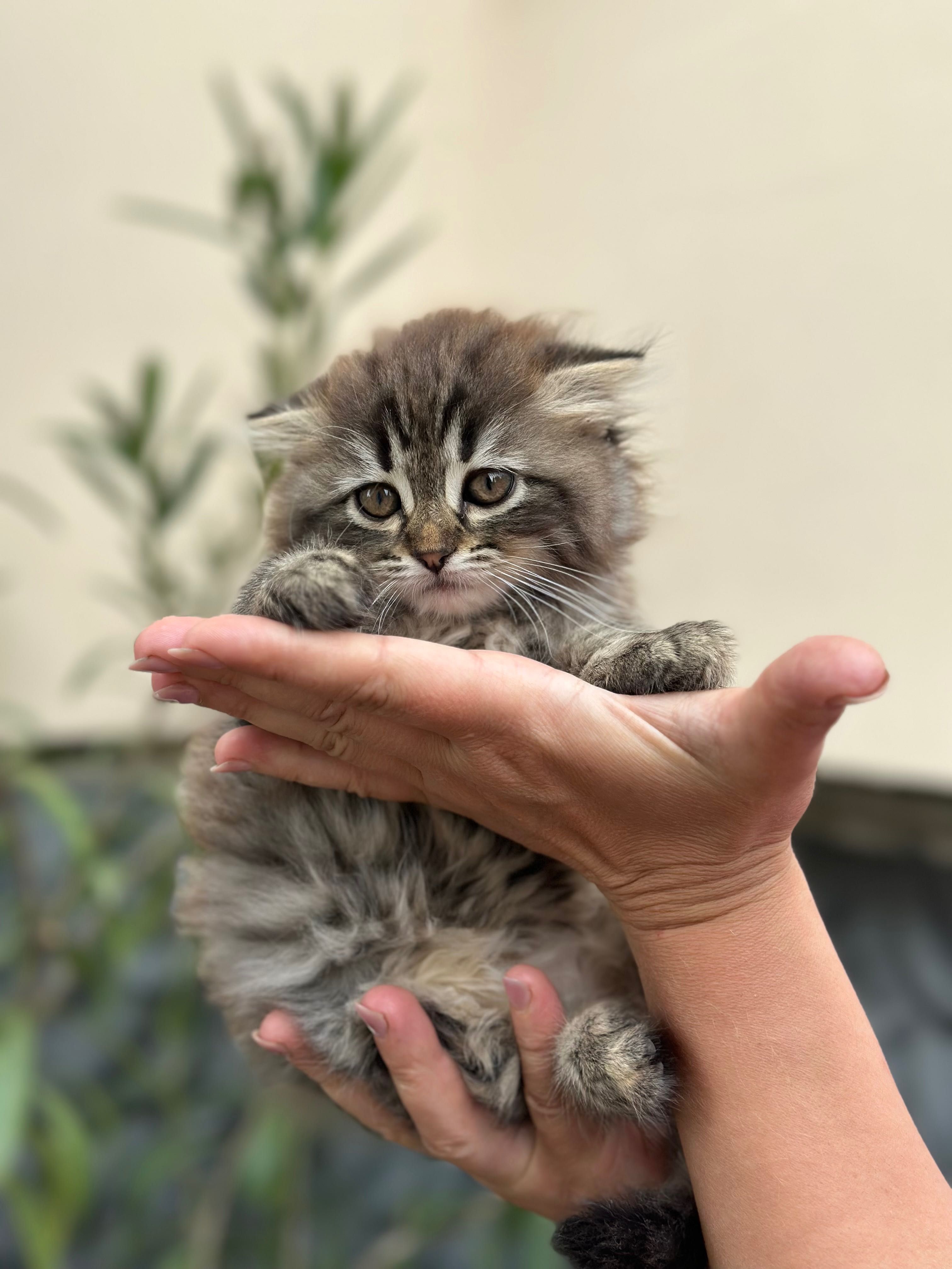 Кошеня ,британець