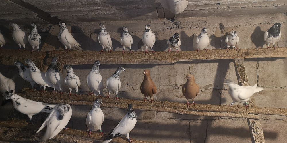 Sprzedam gołębie budapeszty